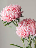 Apricot Pink Aster Seeds, Duchess Peony Type, 25 Seeds seeds bulk