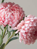 Apricot Pink Aster Seeds - Duchess Peony Variety, 25 Seeds seeds bulk