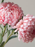 Apricot Pink Aster Seeds - Duchess Peony Variety, 25 Seeds flower seeds