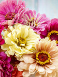 25+ State Fair Mix Zinnia Flower Seeds / Cottage Garden Zinnia / Zinnia Elegans / Summer Flower / (141) FS flower seeds