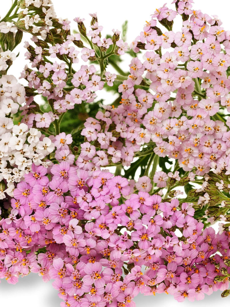 Summer Pastels Yarrow Mix Flower Seeds, English Garden Flower, Spring Fall Autumn Sowing, Cottage Garden, 50 Seeds flower seeds