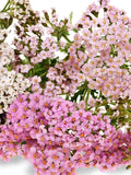Summer Pastels Yarrow Mix Flower Seeds, English Garden Flower, Spring Fall Autumn Sowing, Cottage Garden, 50 Seeds flower seeds