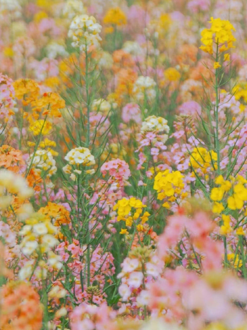 Colorful Canola Flower Seeds,  Long Blooming, Easy to Grow, Oil painting garden, Rare flower ,Cottage Garden seeds bulk