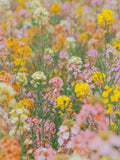 Colorful Canola Flower Seeds,  Long Blooming, Easy to Grow, Oil painting garden, Rare flower ,Cottage Garden seeds bulk