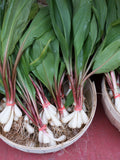 20 RAMP / WILD LEEK Allium Tricoccum Ramps Vegetable Herb White Shade Flower Seeds flower seeds