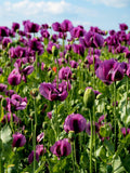 500 LAUREN'S GRAPE POPPY Purple Papaver Somniferum Flower Seeds flower seeds