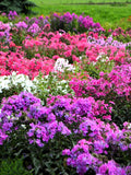 10 TALL GARDEN PHLOX Paniculata Mixed Colors 'New Hybrids Mix' Flower Seeds flower seeds