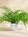 Faux Royal Fern Plant, Realistic Artificial Potted Greenery, Home decor, Housewarming gift, Indoor Fake Plant faux plants