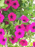 Shanin Wild Petunia, Cottage Garden, Summer Long Bloom, 100  Seeds seeds bulk