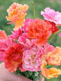 California Poppy Seeds-XL Jelly Beans | Easy to Grow | Pollinator Friendly Flower Seeds,100 seeds flower seeds