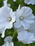 15 or 30 Mont Blanc Lavatera trimestris(Annual Mallow) Seeds Easy Cut flower flower spore