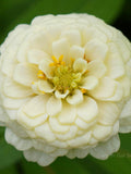 Oklahoma Ivory Zinnia, Zinnia elegans, Cottage Garden Flower, 25 Seeds flower seeds