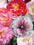 Double Mixed Shirley Poppy Seeds Ð Delicate Cottage Garden Flower, 100 Seeds seeds bulk
