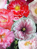 Double Mixed Shirley Poppy Seeds Ð Delicate Cottage Garden Flower, 100 Seeds flower seeds