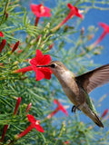 Cardinal Climber Seeds | Red Cypress Vine | Hummingbird Flower | Fast Climbing Vine for Trellis Fence FLOWER DELIVERY