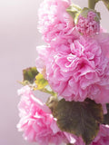 25+ HOLLYHOCK SUMMER CARNIVAL Mix Seeds- Alcea/ Biennial / Pollinators / Cottage Gardens / Hummingbird Attractor /Mix Pink, White, Yellow seeds bulk