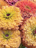 10 Aurora Vintage Zinnia Mix Seeds / Unique Vintage Palette Organic Zinnia Mix / Flower Seeds / Zinnia elegans / Summer Flower /(152) F flower seeds