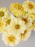 25+ 'Isabellina' Creamy Yellow Zinnia Seeds / Cottage Garden / Cut Flower Bouquet / (41) F flower seeds