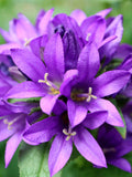 100+ Clustered purple Bellflower Seeds / Campanula Glomerata/ Perennial Flower / cottage garden / Cut Flower / (GJ33) FS flower seeds