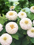 30+ POLAR BEAR ZINNIA Flower Seeds - Pollinator Friendly / Fresh Bouquet / Easy Grow Flowers / Container / Wedding Flowers / Heirloom flower flower seeds
