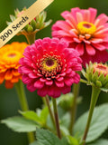 Thumbelina Dwarf Zinnia Seeds - Mixed Colors - 50 or 200 Seeds seeds bulk