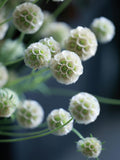 Unique Starflower Flower " STERNKUGEL'Õ - Scabiosa Seed, Dried Flower, 20 Seeds flower spore