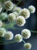 Unique Starflower Flower " STERNKUGEL'Õ - Scabiosa Seed, Dried Flower, 20 Seeds flower seeds