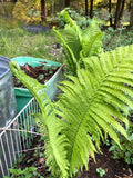 Hardy Fern Spores Gift Bundle: TN Ostrich, Japanese Painted, Maidenhair, Hay Scent, Clivicola flower spore