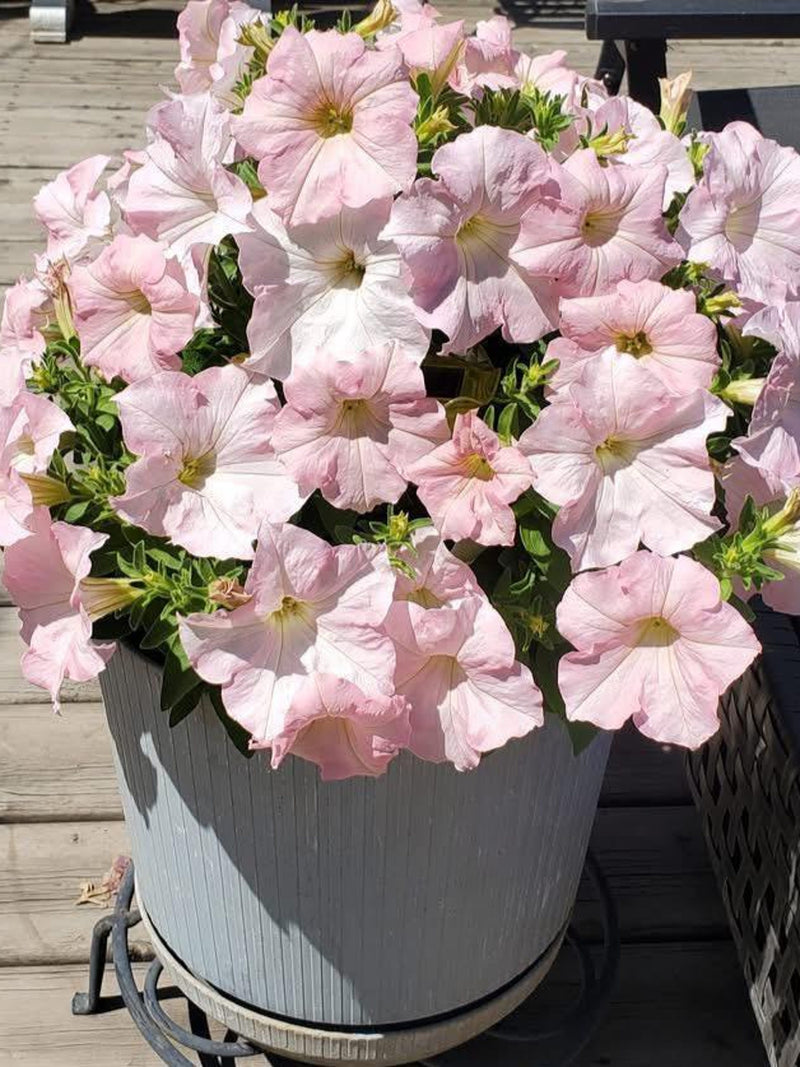 20+ APPLE BLOSSOM DREAMS Petunia Seeds - Grandiflora Petunias / Pelleted Seeds / Container Hanging Basket Flowers / Sweet Fragrant Flowers flower seeds
