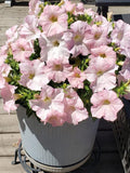 20+ APPLE BLOSSOM DREAMS Petunia Seeds - Grandiflora Petunias / Pelleted Seeds / Container Hanging Basket Flowers / Sweet Fragrant Flowers flower seeds