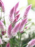Flamingo Feather Celosia Seed, Celosia argentea spicata, Flower Seeds, 50+ Seeds flower seeds