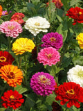 Zinnias California Giants Mix SEEDS, Tall Colorful Cut Flowers | Butterfly Pollinator Garden | Easy Annual Flower Seeds flower seeds