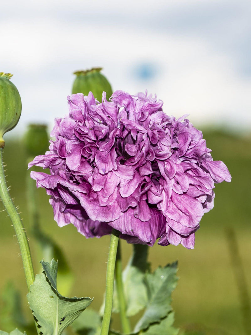 Purple Peony Poppy Flower Seeds Ð Papaver somniferum | Fully Double Blooms | 50 Seeds flower spore