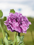 Purple Peony Poppy Flower Seeds Ð Papaver somniferum | Fully Double Blooms | 50 Seeds flower spore