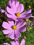 Cosmo Seeds, Pink Picotee, Light Pink, White, or Mixed Colors flower spore