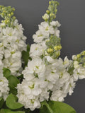 25 or 50 White Goddess Stock/Matthiola Cut Flower Seed flower spore