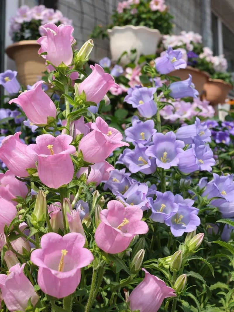 Canterbury Bells Seeds  Mixed Colors Cup and Saucer | Biennial Flower | Cottage Garden Border Plants flower spore