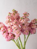 15 or 30 Stox Champagne Stock seeds/Matthiola Incana Flower flower seeds