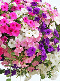 Trailing Petunia Mix Seeds, Petunia hybryda pendula, Hanging Basket, Cottage Garden, 100 Seeds seeds bulk