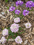 25+ Candytuft Seeds Mixed Colours/Fairy Flowers/Drought tolerant/Easy flower spore