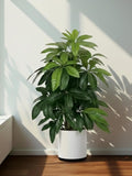Large Artificial Money Tree Palm Realistic Green Plant for Outdoor Garden Balcony Porch Wedding Party Decor No Pot faux plants