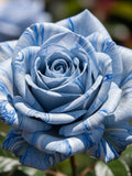 Blue Rose Seeds Ð 50 Seeds Ð Rare, Exotic Flower, Perennial, High Quality, Selected, Ideal for Garden and Pot flower seeds