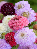 Scabiosa Seeds Mixed Color | Imperial Giants | Pincushion Flower | Cut Flower | Easy to Grow flower seeds