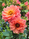 25 Orange Dahlia Flower Seeds - Vivid & Easy to Grow - Bright Bloom Garden Gift flower seeds