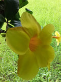Climbing Mandevilla Sanderi 100Seeds Ð Tropical Vine Flower Ð Fast Growing Ornamental Garden Plant FLOWER DELIVERY