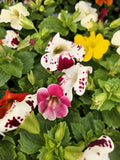 250 TIGER MONKEY Mixed Colors Mimulus Tigrinus Flower Seeds *Comb S/H flower seeds