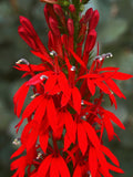 300 CARDINAL FLOWER LOBELIA Cardinalis Flower Seeds *Comb S/H flower seeds