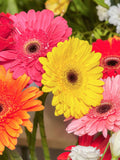 20 GERBER DAISY Mix Gerbera Jamesonii aka Barberton or African Daisy Mixed Colors Pink Purple Red Orange Yellow White Flower Seeds flower seeds