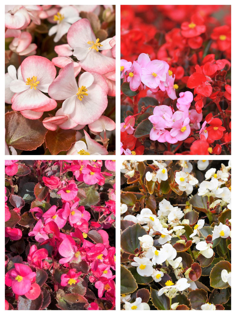 25 WAX MIXED BEGONIA Semperflorens Fibrous Mixed Colors Red Pink White Two Tone Shade Flower Seeds flower seeds