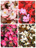 25 WAX MIXED BEGONIA Semperflorens Fibrous Mixed Colors Red Pink White Two Tone Shade Flower Seeds flower seeds